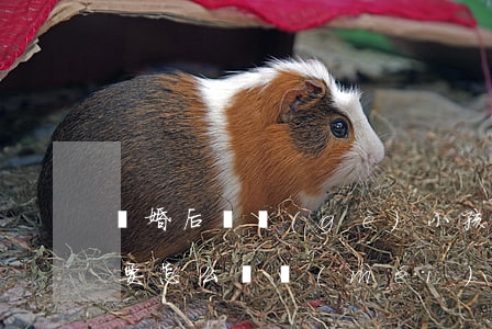 離婚后兩個(gè)小孩都沒(méi)人要怎么辦(沒(méi)結(jié)婚有兩個(gè)孩子現(xiàn)在要離婚怎么辦?)
