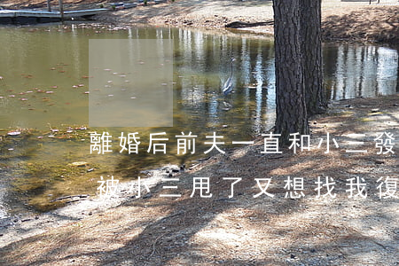 離婚后前夫一直和小三發(fā)信息(前夫被小三甩了又想找我復(fù)婚)