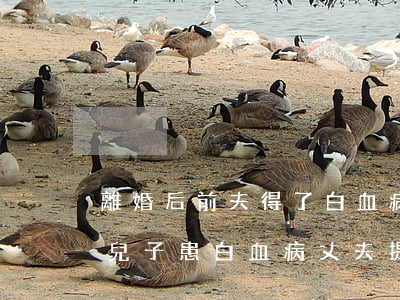 離婚后前夫得了白血病我有責(zé)任嗎(兒子患白血病丈夫提出離婚)