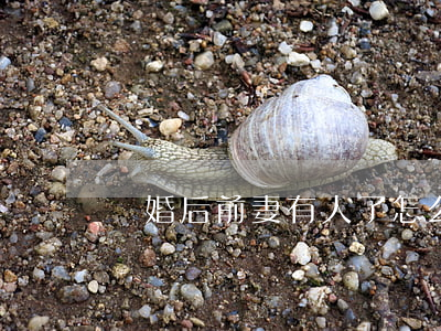離婚后前妻有人了怎么辦