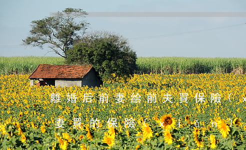 離婚后前妻給前夫買保險(xiǎn)(給前妻買的保險(xiǎn),離婚了)