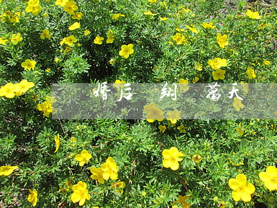 離婚后劉翔對葛天說
