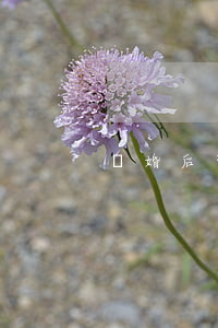 離婚后可以恢復單身(離婚后單身一輩子)