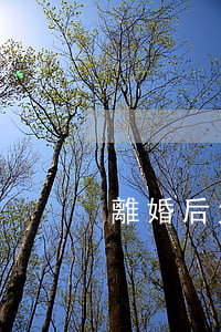 離婚后太太翻了天(太太每天都在鬧離婚)