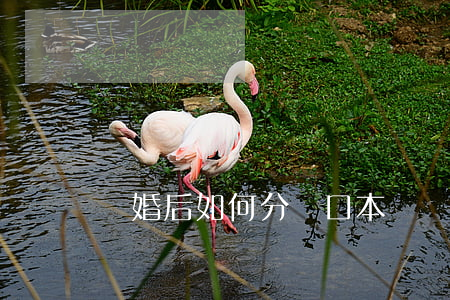 離婚后如何分戶口本