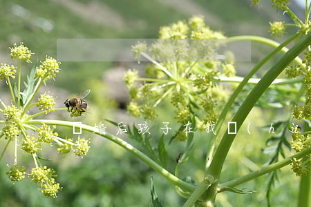 離婚后孩子在我戶(hù)口本里怎么辦