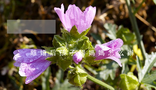 離婚后孩子歸媽媽怎么辦