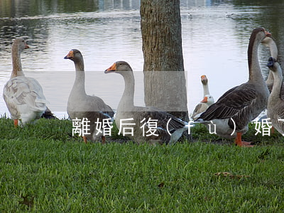 離婚后復(fù)婚了孩子怎么辦