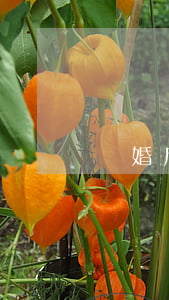 離婚后戶口處理
