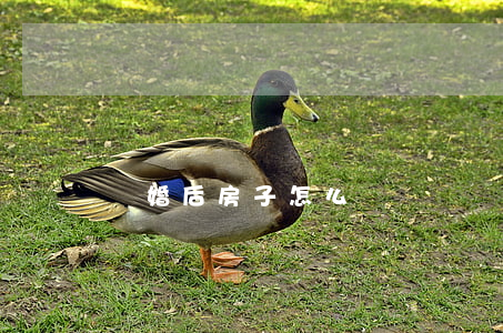 離婚后房子怎么賣