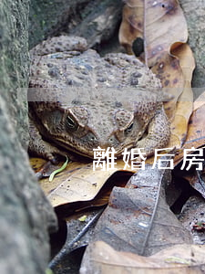 離婚后房子是母親的名字怎么辦