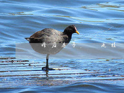 離婚后房子過戶流程