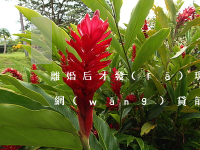 離婚后才發(fā)現(xiàn)前夫欠網(wǎng)貸(前夫欠下巨額網(wǎng)貸前妻怎么辦)