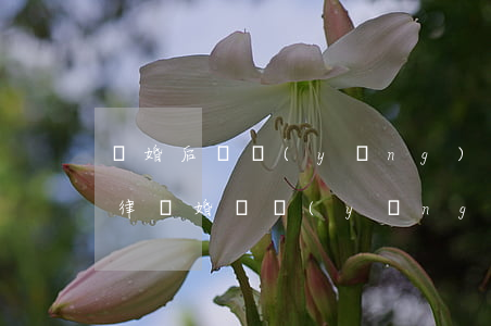 離婚后撫養(yǎng)權(quán)法律(離婚撫養(yǎng)權(quán)必須判定嗎)