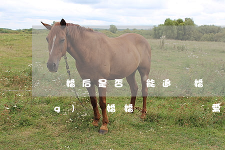 離婚后是否還能追討婚內債務(已經(jīng)離婚,婚內債務還需要承擔嗎?)