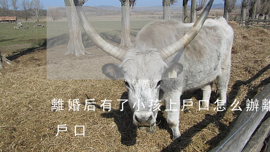 離婚后有了小孩上戶口怎么辦(離婚后孩子上戶口)