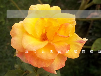 離婚后法庭審理流程(離婚糾紛庭審流程)