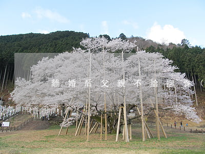 離婚后父親不給撫養(yǎng)費(fèi)