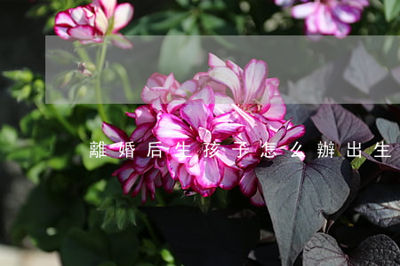 離婚后生孩子怎么辦出生證