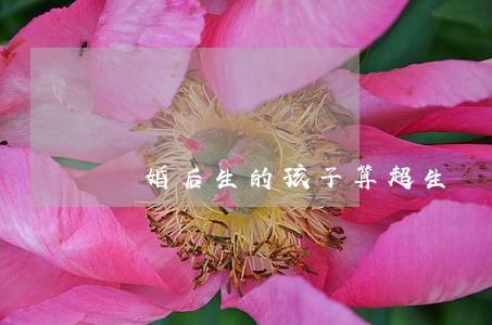 離婚后生的孩子算超生