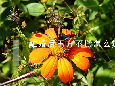 離婚后男方不搬怎么辦