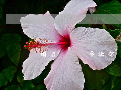 離婚后發現懷孕法律