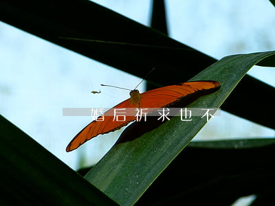 離婚后祈求也不給撫養(yǎng)費怎么辦