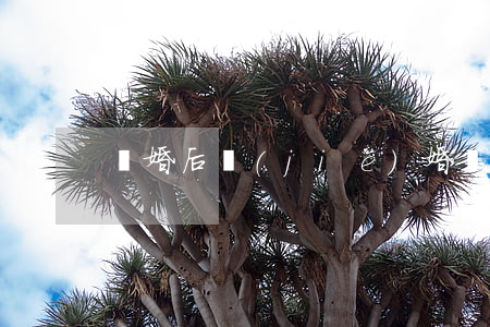 離婚后結(jié)婚證