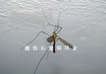 離婚后覺得拜金