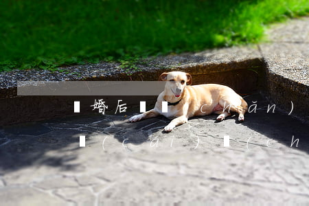 離婚后資產(chǎn)糾紛怎么解決（離婚財(cái)產(chǎn)糾紛訴訟費(fèi)誰承擔(dān)）
