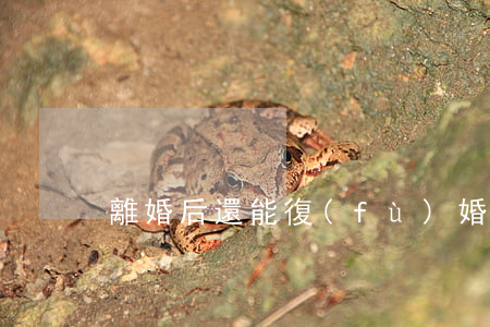 離婚后還能復(fù)婚嗎