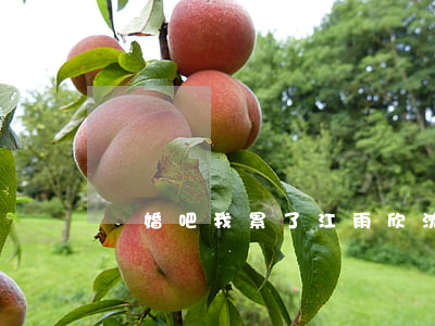 離婚吧我累了江雨欣沈飛