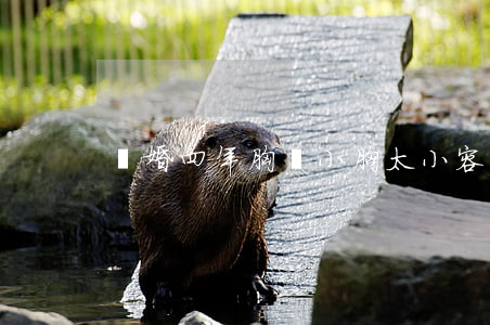 離婚四年胸變小(胸太小容易離婚嗎)