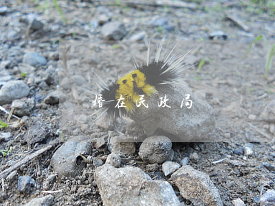 離婚在民政局辦嗎