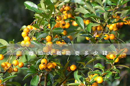 離婚大概需要多少錢