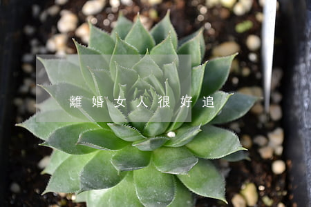 離婚女人很好追