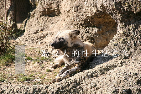 離婚女人的性生活怎么辦