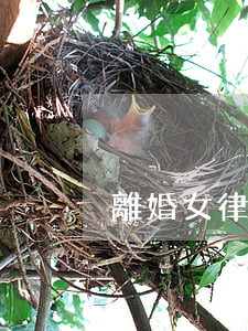 離婚女律師