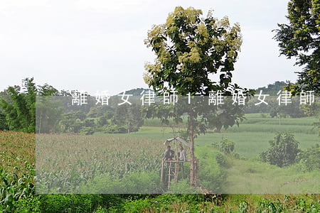 離婚女律師1(離婚女律師1日劇)