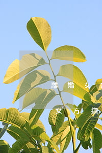 離婚女方給多少撫養(yǎng)費(離婚給女方撫養(yǎng)費標準)