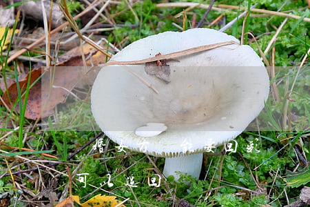離婚女方還能要回彩禮嗎(女方提出離婚彩禮可以追回嗎)
