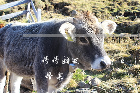離婚婚姻案專業(yè)律師(律師在線咨詢離婚案)