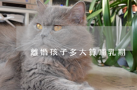 離婚孩子多大算哺乳期