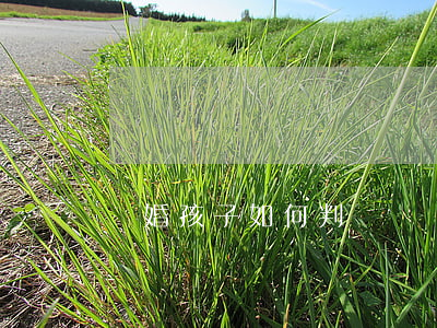 離婚孩子如何判決
