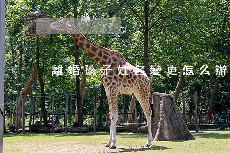 離婚孩子姓名變更怎么辦