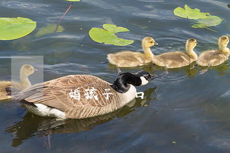 離婚孩子戶口