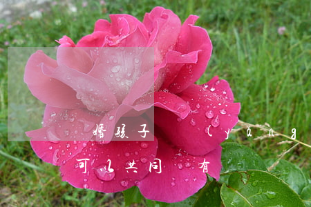 離婚孩子撫養(yǎng)權(quán)可以共同擁有嗎