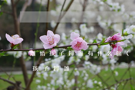 離婚孩子歸誰有什么區(qū)別(離婚以后孩子歸誰)