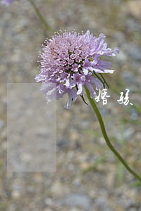 離婚孩子還小怎么辦