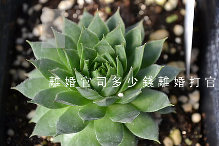 離婚官司多少錢(離婚打官司多少錢)